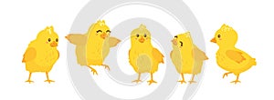 happy yellow chicks set. Vector illustration isolated