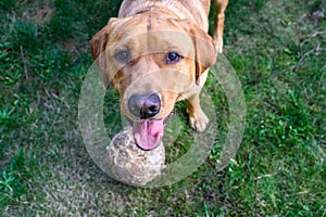 Happy yellow lab looking up with adoring eyes, ready to play outside