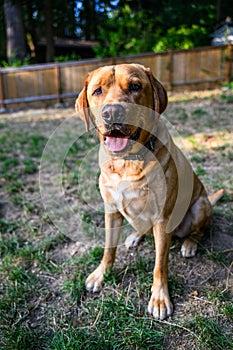 Happy yellow lab looking up with adoring eyes, ready to play outside