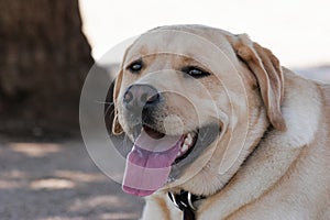 Happy yellow Labrador Retriever laying in the shade