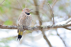 Happy yellow shafted flicker - Colaptes auratus on a springtime tree branch.