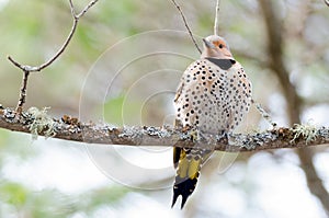 Happy yellow shafted flicker - Colaptes auratus on a springtime tree branch.