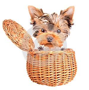 Happy yorkie toy standing in a basket