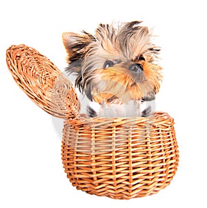 Happy yorkie toy standing in a basket