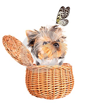 Happy yorkie toy standing in a basket