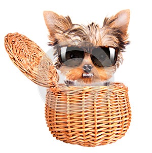 Happy yorkie toy with sun glasses in a basket