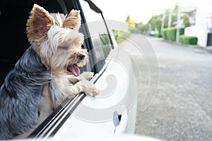 A happy Yorkshire Terrier dog is hanging is tongue out of his m