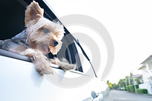 A happy Yorkshire Terrier dog is hanging is tongue out of his m