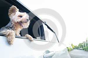 A happy Yorkshire Terrier dog is hanging is tongue out of his m