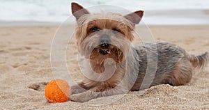 Happy Yorkshire Terrier dog lying on beach with rubber ball.