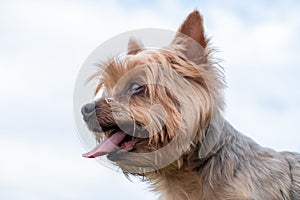 Happy Yorkshire Terrier dog portrait, panting with tongue out.