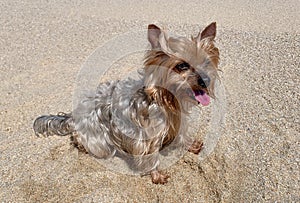 Happy Yorkshire Terrier dog portrait, sitting on sandy beach in summer.