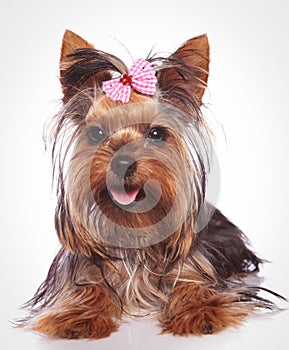 Happy yorkshire terrier puppy dog lye down