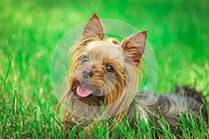 Happy yorkshire terrier puppy dog panting in the grass