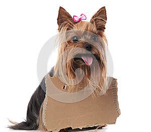 Happy yorkshire terrier wearing a sign at its neck