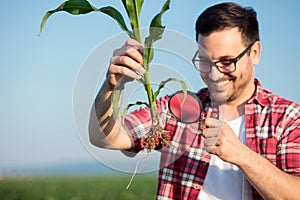 Happy young agronomist or farmer examining young corn plant root with a magnifying glass