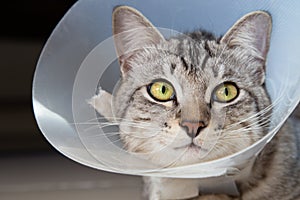 Happy young american shorthair cat in veterinary plastic cone or E-Collar Elizabethan Collar in the head at recovery after