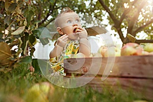 The happy young baby girl during picking apples in a garden outdoors