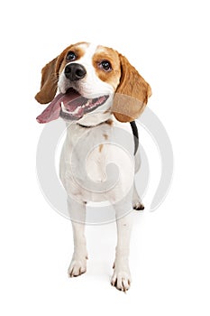 Happy Young Beagle Dog Tongue Out