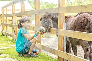 Happy young boy feeding donkey on farm