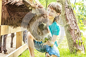 Happy young boy feeding donkey on farm