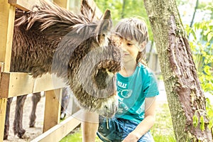 Happy young boy feeding donkey on farm