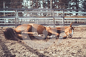 Happy young chestnut budyonny gelding horse laying in sand in paddock in warm spring daytime