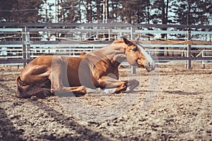 Happy young chestnut budyonny gelding horse laying in sand in paddock in warm spring daytime