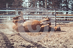 Happy young chestnut budyonny gelding horse rolling in sand in paddock in spring daytime