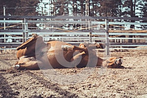 Happy young chestnut budyonny gelding horse rolling in sand in paddock in spring daytime