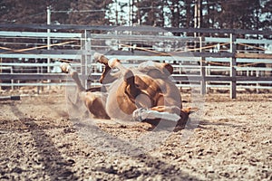 Happy young chestnut budyonny gelding horse rolling in sand in paddock in spring daytime