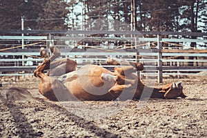 Happy young chestnut budyonny gelding horse rolling in sand in paddock in spring daytime