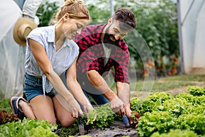 Happy young couple working in greenhouse, growing organic food. People bio food health concept