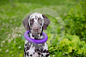 Happy young Dalmatian dog sitting outdoors with a puller ring toy around its neck. The portrait of Dalmatian puppy is