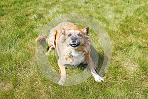 Happy young dog lies on the grass