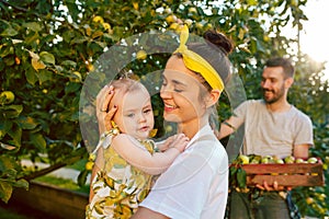 The happy young family during picking apples in a garden outdoors