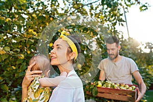 The happy young family during picking apples in a garden outdoors