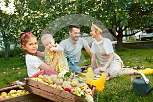 The happy young family during picking apples in a garden outdoors