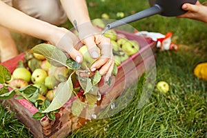 The happy young family during picking apples in a garden outdoors