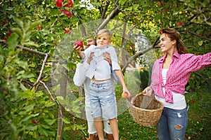 Happy young family during picking apples in a garden outdoors. Love, family, lifestyle, harvest concept.