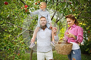 Happy young family during picking apples in a garden outdoors. Love, family, lifestyle, harvest concept.