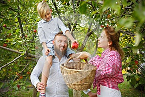 Happy young family during picking apples in a garden outdoors. Love, family, lifestyle, harvest concept.