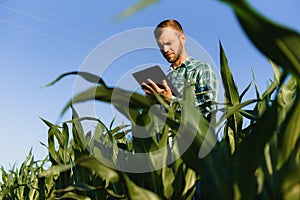 Happy young farmer or agronomist using tablet in corn field. Irrigation system in the background. Organic farming and food