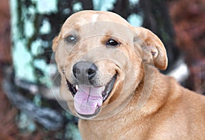 Happy young female Yellow Labrador Retriever dog outside on leash wagging tail