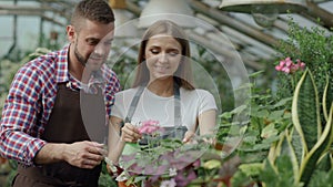 Happy young florist family in apron working in greenhouse. Attractive man embrace and kiss his wife while she watering