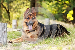 Happy young german shepherd dog with its tongue out lying on the grass