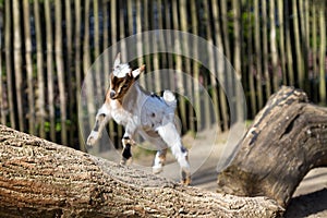 Happy young goat