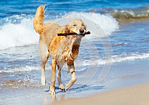 Happy Young Golden Retriever