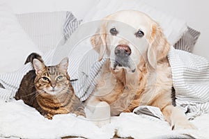 Happy young golden retriever dog and cute mixed breed tabby cat