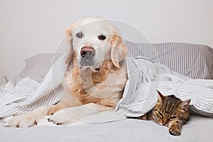 Happy young golden retriever dog and cute mixed breed tabby cat